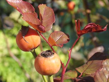 Boccioli rosa con foglie